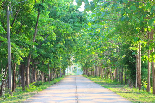 Many green forests are on the side of the road.