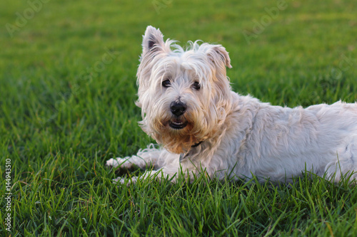 A terrier dog sitting on the grass.