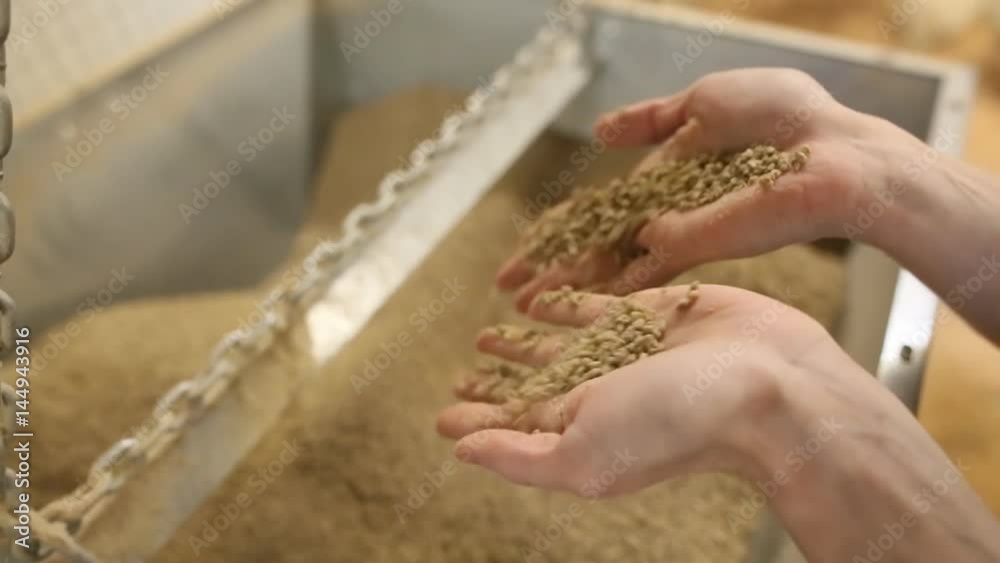 Compound feed at a poultry farm. Mixed fodder in the hands of a poultry farmer on a farm.