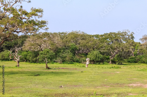 Landscape with dry dead tree in Yala National Park