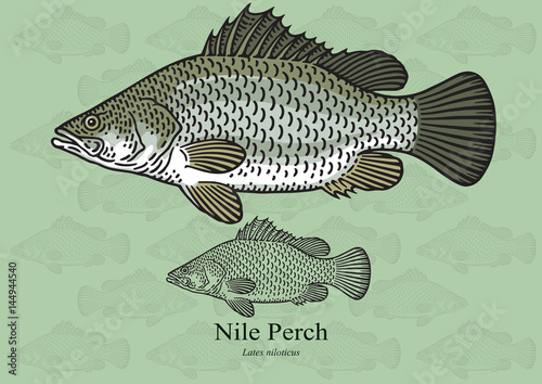 Nile Perch, African Snook. Vector illustration for artwork in small sizes. Suitable for graphic and packaging design, educational examples, web, etc.