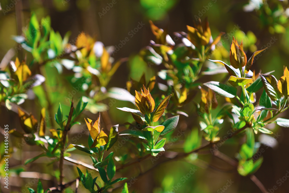 Branches with young leaves background. Springtime. Branches with young leaves background. Springtime.