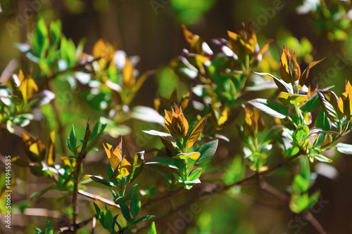 Branches with young leaves background. Springtime.