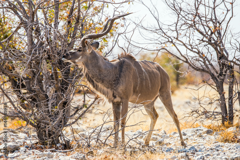 Large male Kudu antelope (Tragelaphus strepsiceros) standing among trees in winter african bush. Etosha national park, Namibia. Large male Kudu antelope (Tragelaphus strepsiceros) standing among trees in winter african bush. Etosha national park, Namibia.