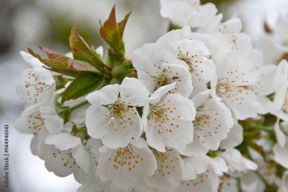 Close up beautiful pure delicate yellow blossom of daffodil (narcissus) flower. Spring concept.