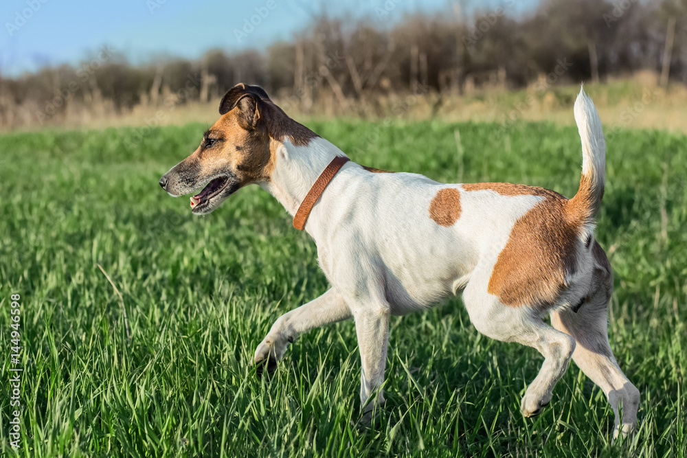 A dog fox terrier runs a green grass on a sunny day A dog fox terrier runs a green grass on a sunny day