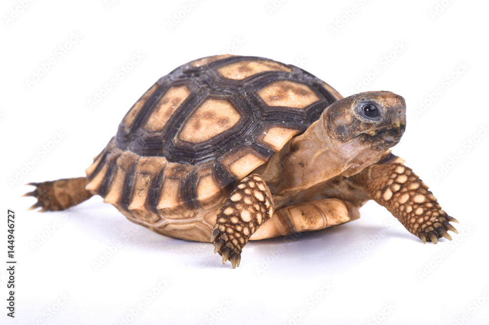 Chaco tortoise, Chelonoidis chilensis Chaco tortoise, Chelonoidis chilensis
