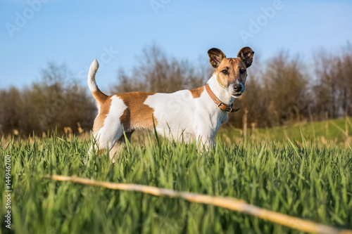 dog terrier on the green grass on a sunny day