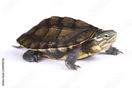 Annam leaf turtle,Mauremys annamensis