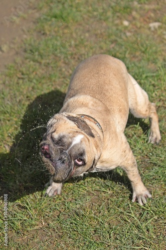 witzig aussehende französische bulldogge