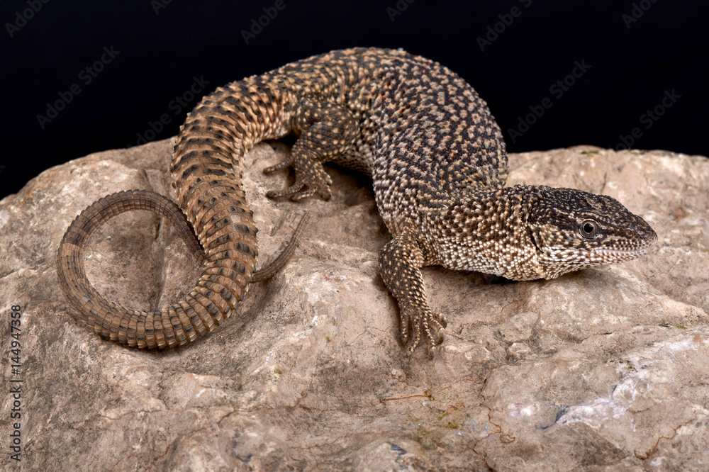 Obraz premium Northern Blunt-spined Monitor, Varanus primordius