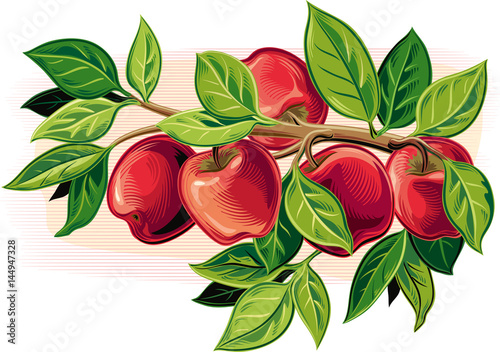 Branch with some ripe apples.