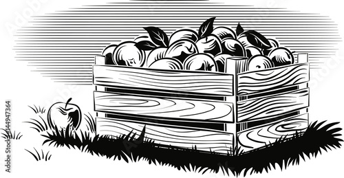 Crate of ripe apples; resting on a lawn.