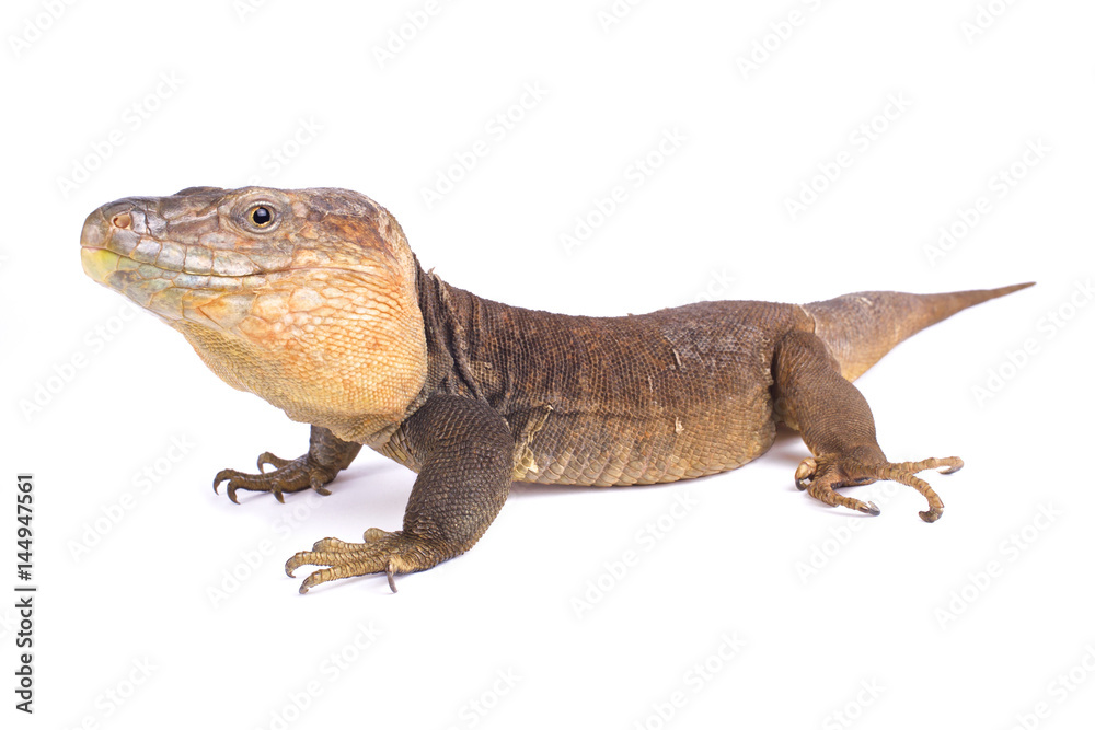Obraz premium Gran Canaria giant lizard, Gallotia stehlini