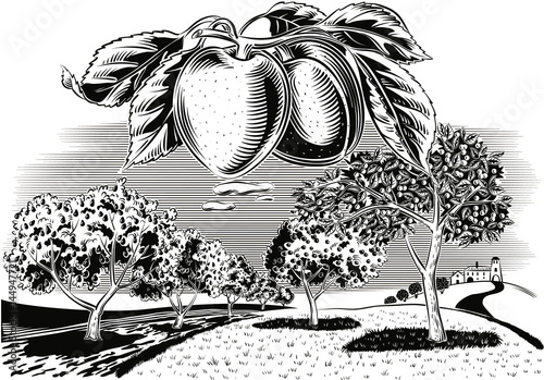 branch apricot orchard.