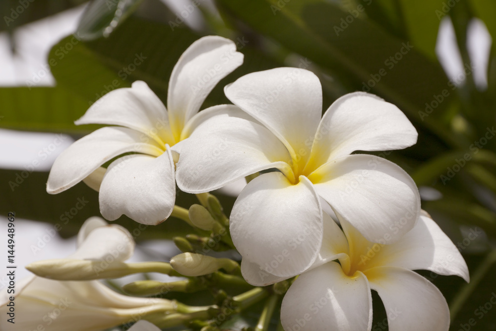Plumeria flower in summer Plumeria flower in summer