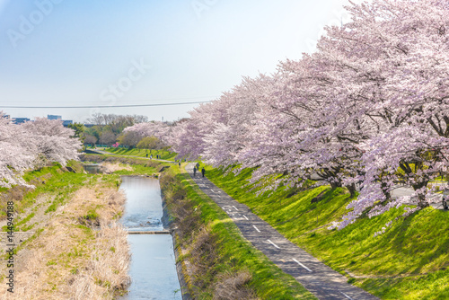 南浅川の桜