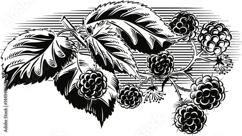 Branch full of ripe blackberries.