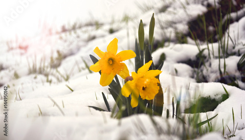 Fototapeta Naklejka Na Ścianę i Meble -  Frühlingsblume im Schnee