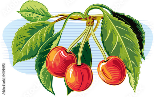 Sprig with ripe cherries.