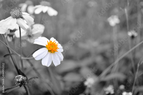 bialy-kwiat-z-zoltym-kolorem-selektywnym