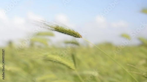 Wild barley field in a sunny and windy day, plant shaken, clouds on blue sky, focus changing from foreground with St Peter dome in background