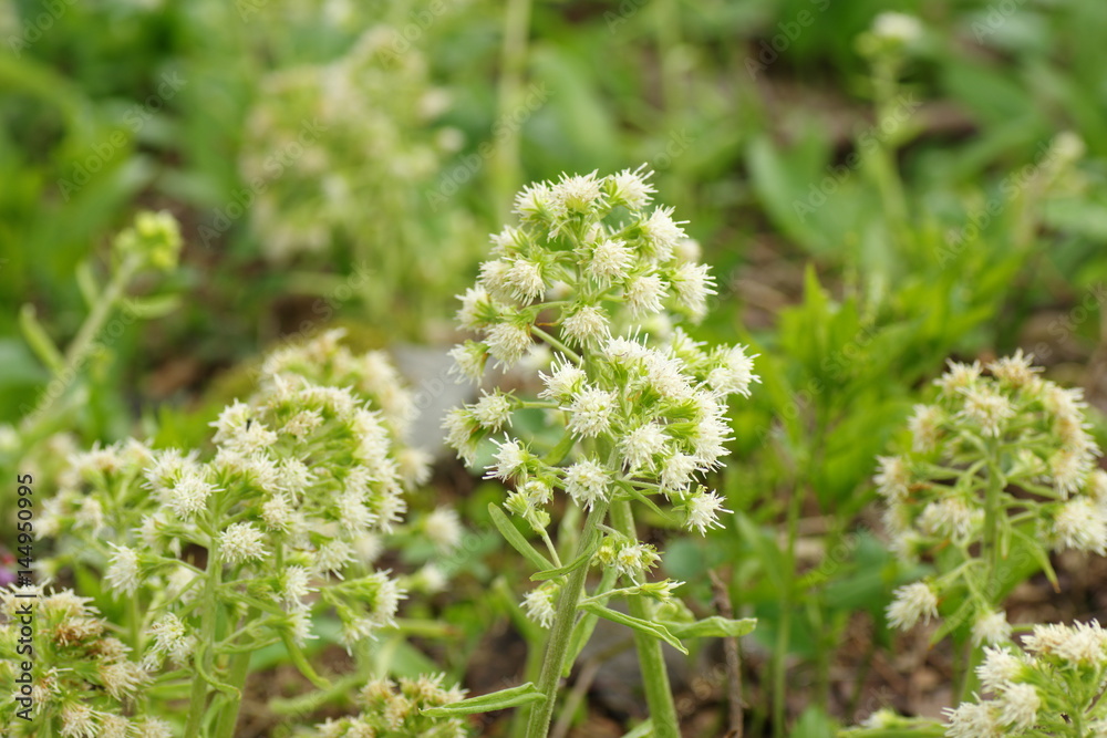 Fototapeta premium Petasites albus.