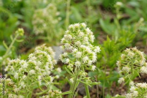 Petasites albus.