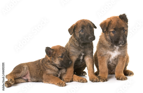 puppies belgian shepherd dog laekenois