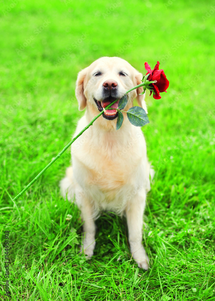 Happy Golden Retriever dog is holding a red flower in the teeth on the grass on a summer day Happy Golden Retriever dog is holding a red flower in the teeth on the grass on a summer day