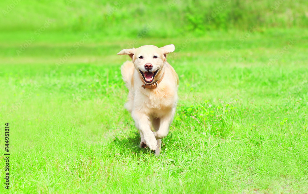 Happy Golden Retriever dog is running on the grass on a summer day