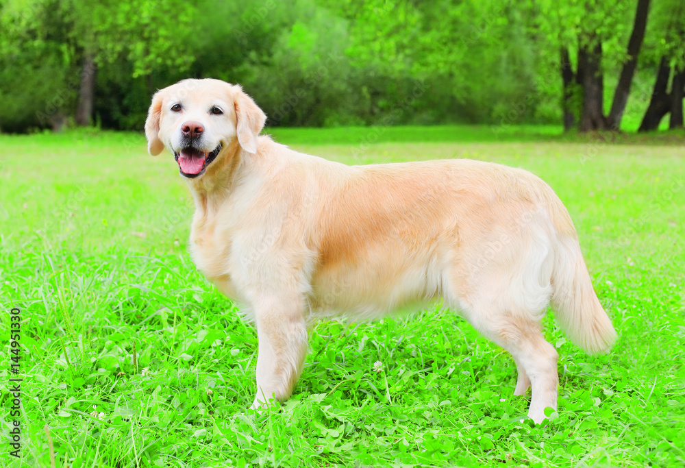 Happy Golden Retriever dog is sitting on the grass, view profile Happy Golden Retriever dog is sitting on the grass, view profile