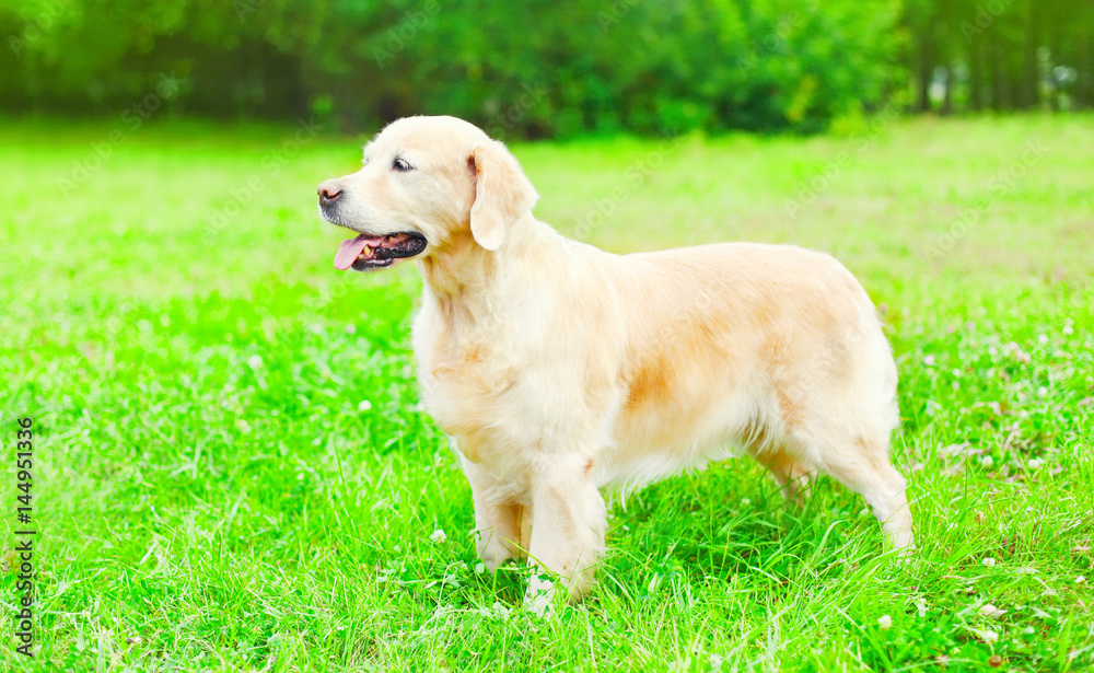 Happy Golden Retriever dog is sitting on the grass. view profile Happy Golden Retriever dog is sitting on the grass. view profile