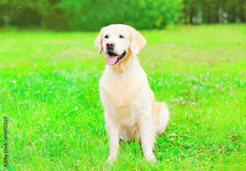 Happy Golden Retriever dog is sitting on the grass summer