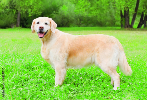 Happy Golden Retriever dog is sitting on the grass, view profile