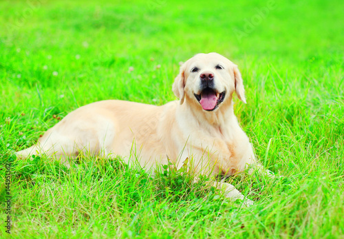 Happy joyful Golden Retriever dog is lying resting on the grass in a sunny summer day