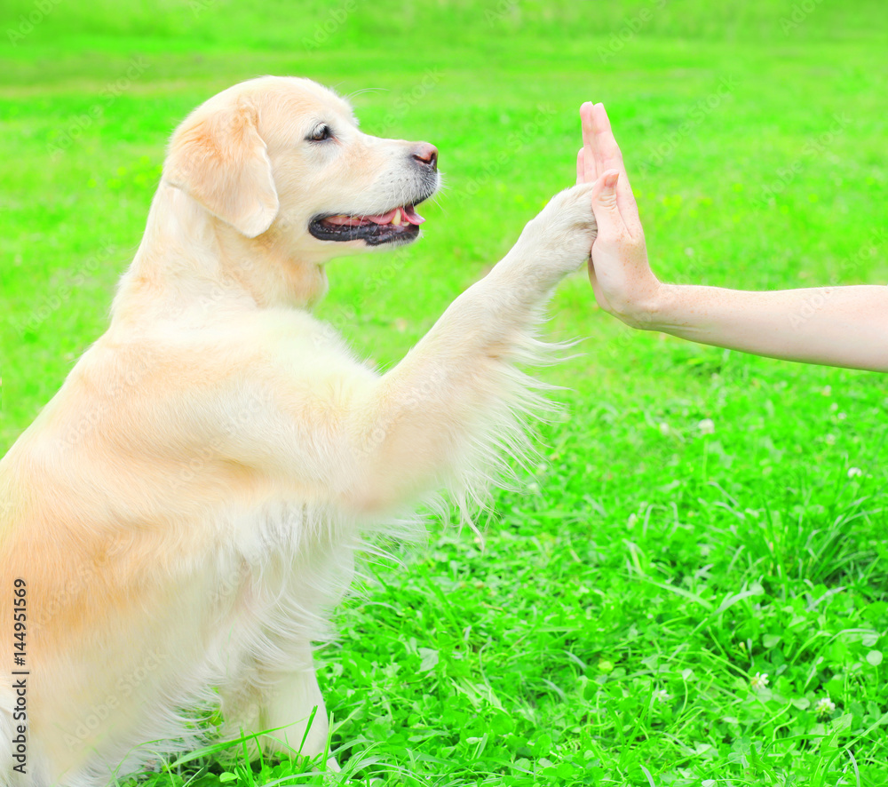 Owner is training Golden Retriever dog on the grass in park, giving paw to hand Owner is training Golden Retriever dog on the grass in park, giving paw to hand