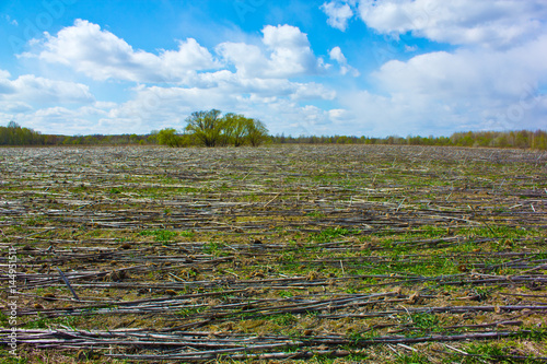 Lying sunflower stalks