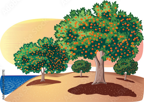 Citrus grove by the sea.