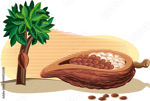 Cocoa tree with its fruit.