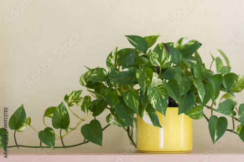 Green leaves of the Potos plant in a yellow ceramic pot on a shelf. photo