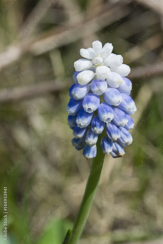 Muscari neglectum with white flowers on the top. Muscari neglectum with white flowers on the top.