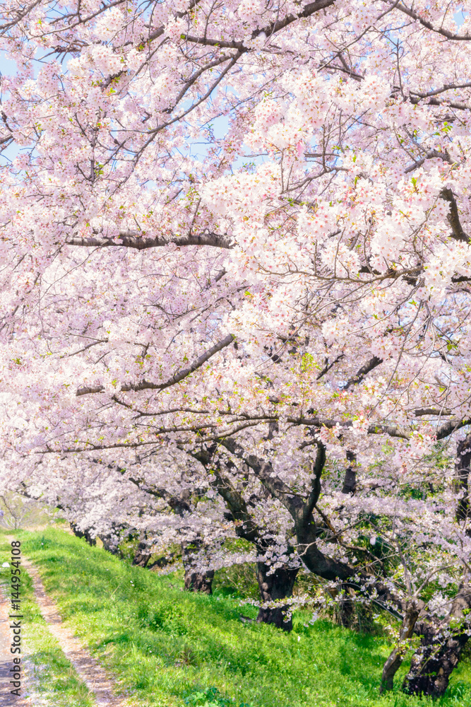 桜の花、川岸の土手。 桜の花、川岸の土手。