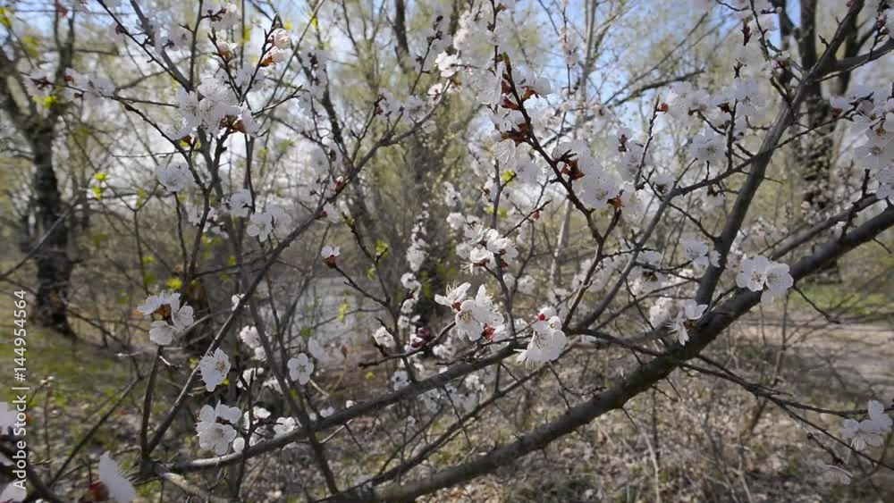 Wild fruit tree blossom under the warm spring sun, The branches with the white flowers are moved by the wind
Wild fruit tree blossom under the warm spring sun, The branches with the white flowers are moved by the wind