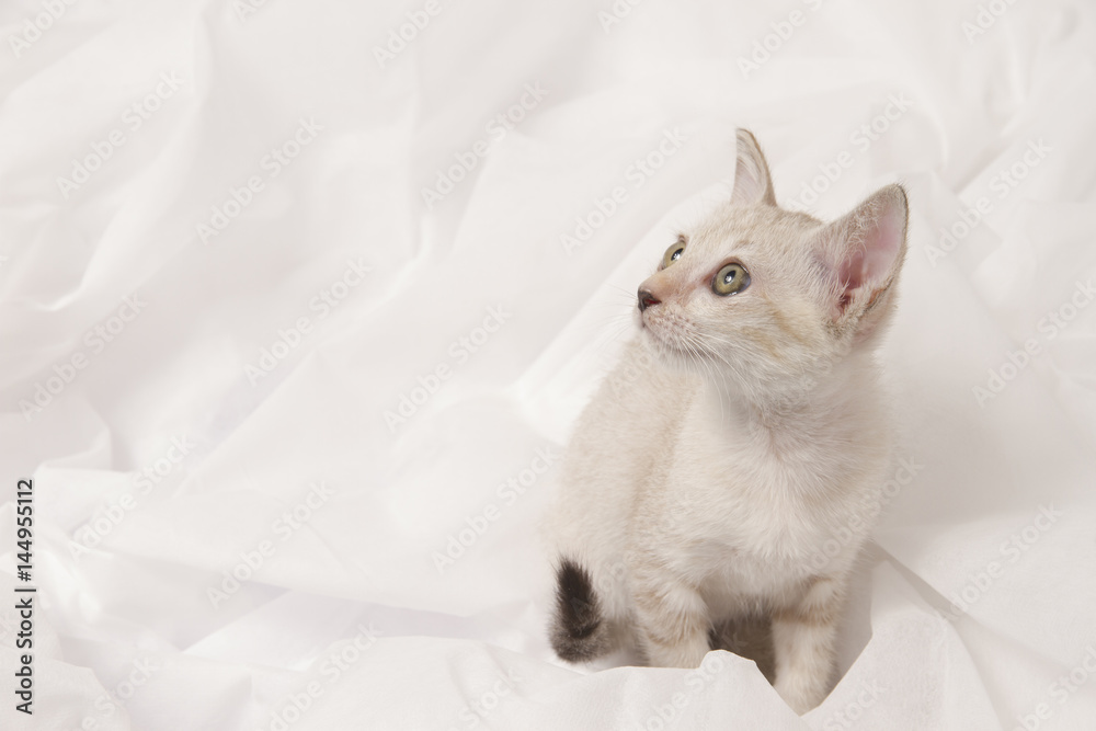 Cute cat sit in bed under a blanket, Funny pet.