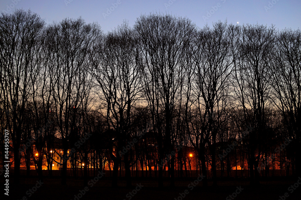 Paesaggio al tramonto con alberi e luci colorate sullo sfondo Stock Photo |  Adobe Stock