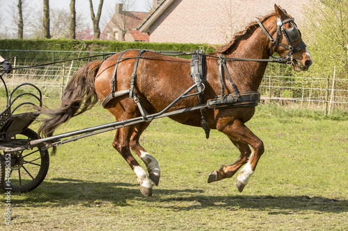 Bruine paardje 4 poots van de grond.