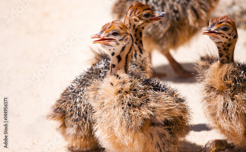 chicks African ostrich on the farm