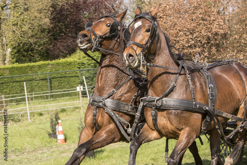 Bruine paarden weigeren © photoPepp