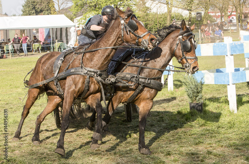 Tweespan paarden nemen de bocht.